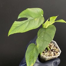 타이 히메 몬스테라 타이컨스틸레이션 동일품배송