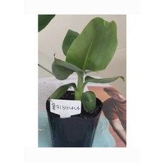 몽키바나나묘목2포트(특가), 1개