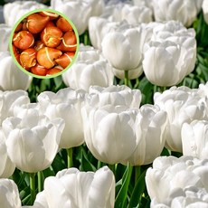 [풀멍상점] 튤립 구근 [화이트 프린스] 4개 / 유럽 직수입 튤립원종 원예 가드닝 / 튤립씨앗 꽃씨앗 꽃모종 전문