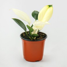 갑조네 콩고 화이트 핑크 공기정화식물 관엽식물 개업화분, 콩고(화이트)(소품), 1개