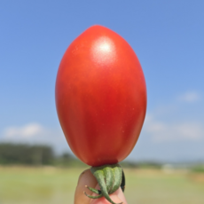 당일경매 아삭하고 싱싱한 대추 방울토마토 대과 2번3번과, 1개, 1kg(2~3번과)