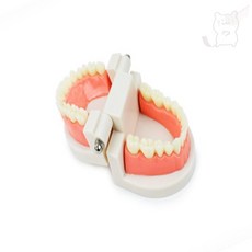 무지스토어 치아 모형 이닦기