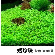 林作物 水草 現貨/含發票 矮珍珠 一份 正水中葉繁殖 前景草 一般級 矮珍珠 趴地矮珍珠 濾色水草, 1個, 5*5cm散裝出貨(水中葉)