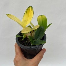 단정학 미니 석곡 동양란 플랜테리어 다이노플라워, 1개