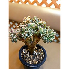 팅커벨 썬버스트철화