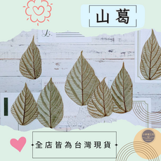 染色羽竹 押花/手作DIY 系列, 山葛
