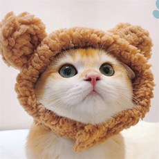 최고픽 고양이 모자 고양이옷, 브라운 곰