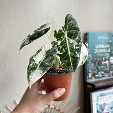 무늬 프라이텍.알로카시아. 무늬 발현 최상급 무프덱. 실내식물 실내 공기정화식물.바리에가타, 1개