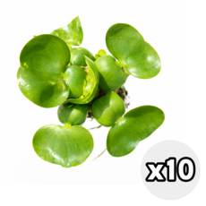 부레옥잠 수생식물 수경재배 수중 수생 어항 연못 대성식물, 10개