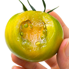 [단짠보장] 대저토마토 짭짤이 토마토, 1박스, 2.5kg 대저토마토 L (초특가)