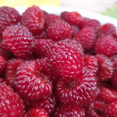 [당일발송] 산딸기 500g 1kg 2kg 제철 냉동 생산딸기 포항 장기 청도 라즈베리 효능 농장, 1개, [급랭]500g 소분형