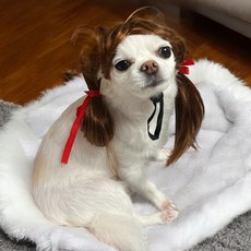 위블리 사이즈조절 강아지 가발