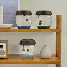 단지 동동이 국산 마리모 키우기 DIY 키트 세트, 랜덤