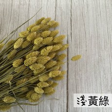 花藝夢 加那利寶石草乾燥花 荷蘭進口乾燥花 永生花不凋花花束配材 花藝設計高CP值原裝進口, 淺黃綠