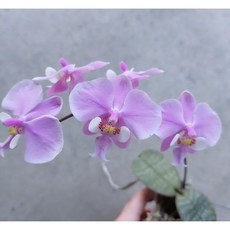 香西蕾麗實生蘭花，1.7吋盆栽，容易栽培，建議板植，開花性好，居家園藝首選, 1個