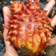 통영제철수산물 당일조업발송, 1개, 피멍게3kg중소