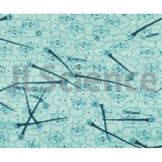 닭의장풀프레파라트 자주달개비프레파라트 (75x25mm 1매) 영구프레파라트 현미경용슬라이드표본