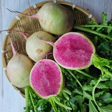 국내산 전북 무주 동치미용 수박무 잎포함 3kg 5kg