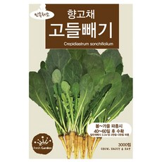 세인화분 고들빼기씨앗 3000립 산나물 나물 채소씨앗, 3개