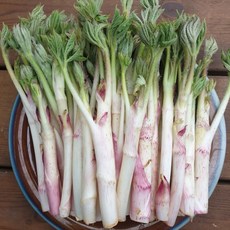 산지직송 국내산 26년 햇 땅두릅 봄나물 특품, 1개, 2kg