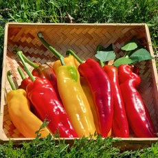 국내산 고당도 롱스위트 파프리카 1kg 바나나 파프리카, 1개