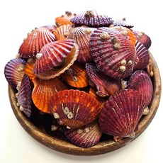통영둥이네수산 세척 선별 통영 제철 비단 홍 가리비 3kg (초장증정), 1개