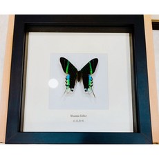 蟲新發現 蝴蝶標本A1 綠燕蛾 方型框，精美昆蟲標本，自然藝術裝飾，居家品味擺設, 1個