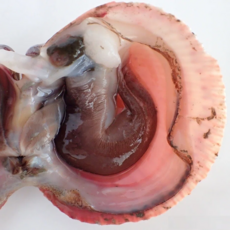 [여수산지직송] 당일조업손질 선주발송 특품 새조개, 1박스, 200g