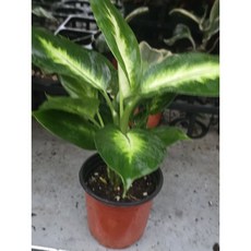 디펜바키아 마리안느 소품 공기정화 에이피팩토리, 1개