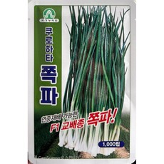 쪽파씨앗 1000립 26년포장 f1 교배종쪽파종자 경농씨드, 1개