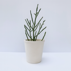 온가든 청산호 선인장 포트 소품, 1개, 그린