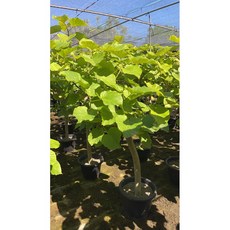 霏霏園藝愛心榕，植物參考