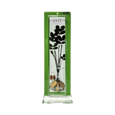 줄기 식물관찰 땅콩 실물 건조 표본 잎맥 wjm*075Rb