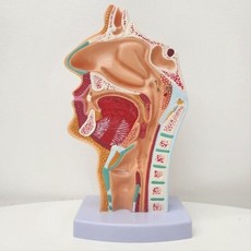 구강 비강 인후두 해부학 모형 인체 교육용 단면 모델, 1세트
