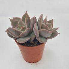 [앨리다육코리아] 입체미의 정점’이라 불리는 마디바군생 화분크기 5cm