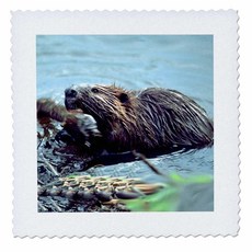 8x8 inch Quilt Square - Beaver Wild Animals, 미정