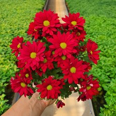 [무지개꽃/색상선택] 미니 국화 (꽃크기 3cm 소국 화분), 05. 빨간색 (스위프티 로쏘), 1개