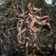 도원피싱 일반 지렁이미끼 민물지렁이 35g 학습용, 일반지렁이 35g, 1개