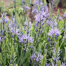 [큐가든] 카마시아 구근 쿠시키 1set2개 세트 유럽 직수입 특선 꽃 노지월동, 1개