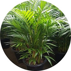 아레카야자 야자수 1m 중품 플랜테리어 에어플랜트 홈인테리어, 1개