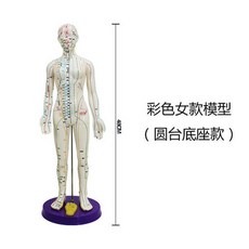 包郵!中醫針灸穴位人體模型教學男女全身十二經絡彩色小皮人模特圖人體模型 教学 模型 穴位 關節骨架 模具, 彩色經絡48cm女圓盤底座