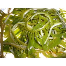 海帶王子 鹽漬海帶睫芽菜, 600g, 1套