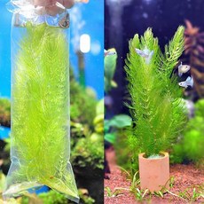 365수족관 마츠모/붕어마름3촉, 1개