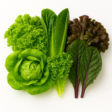 세상별미 무농약 유러피안 샐러드 3종 상추 쌈채소 유럽채소, 1박스, 1kg