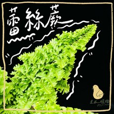 歪皮植物 蕾絲蕨小品盆栽，新手入門觀葉雨林植物，居家辦公室綠植交換禮物首選, 1個