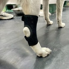 탈구 강아지 슬개골 보호대 대형 슬개골탈구보호대 강아지쓸개골보호대, 없음