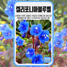 캘리포니아블루벨 씨앗 500립 세계종묘 종자 모종 씨 꽃씨 야생화 일반종 허브종 네모필라, 1개