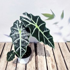 JB-모종 거북알로카시아 - 실내 인테리어 공기정화식물, 1개