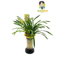 스프링파루 교배종 동양란 개업 승진 축하화분 인테리어화분 동양난, 동양란 - 스링파루(교배종), 서울특별시/광역시/경기구단위 (배송비X), 1개