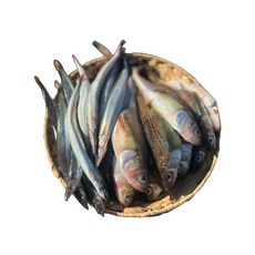 산지직송 생물 양미리 1kg 30미 내외 제철 구이 속초 고성 동해 캠핑, 1박스